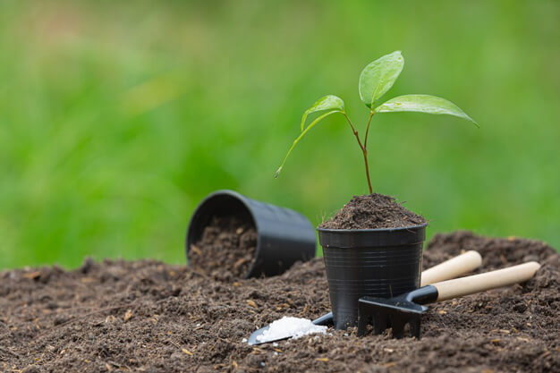 Compost Fertilizer